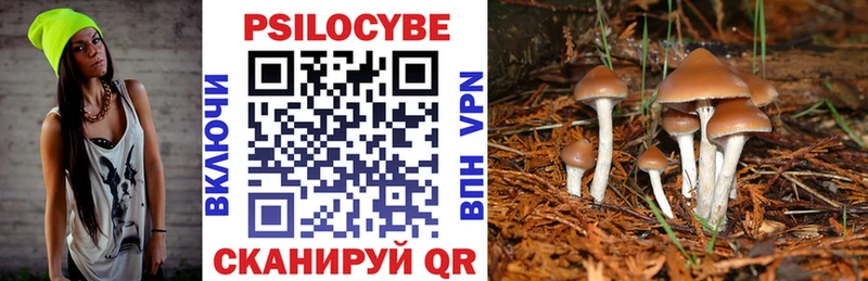 как найти Пятигорск Галлюциногенные грибы Cubensis